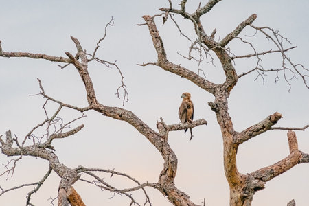 Bateleur Eagle Perched In A Treeの写真素材