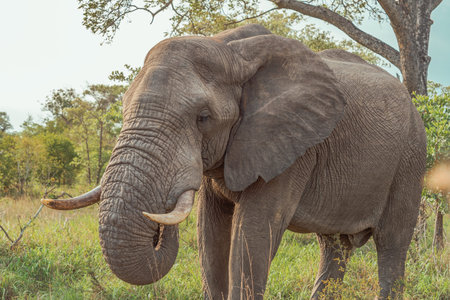 Elephant in the Moremi Game Reserve (Okavango River Delta), National Park, Botswana