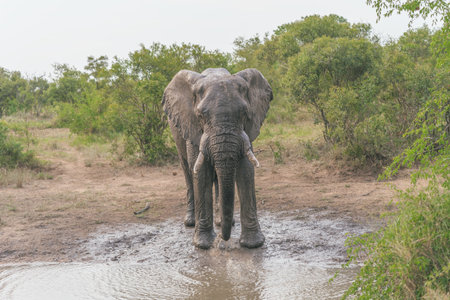 Elephants in Chobe National Park, Botswana, Africaの写真素材