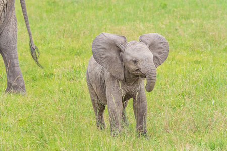 Elephant in Chobe National Park, Botswana, Africa.の写真素材