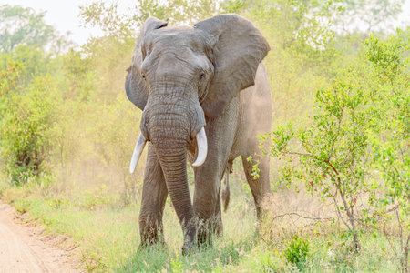Elephant in the Chobe National Park, Botswana, Africaの写真素材