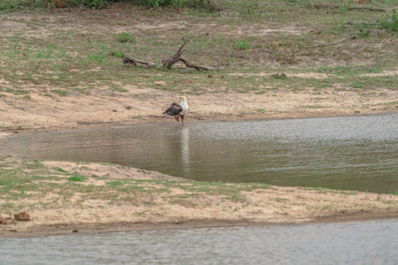 Haliaeetus leucocephalus is a large African bird.