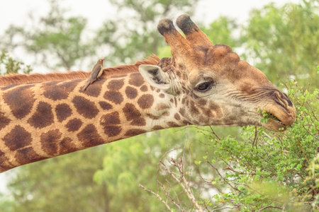 Giraffe in the Okavango Delta - Moremi National Park in Botswanaの写真素材