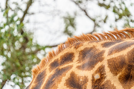 Close up of Giraffe's head, Chobe National Park, Botswana, Africaの写真素材