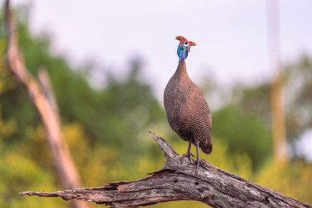 Helmeted guineafowl (Numida meleagris) on a branchの写真素材
