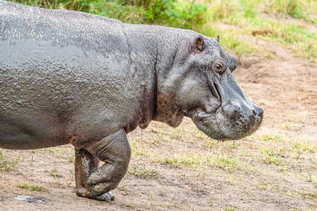 Hippopotamus in Chobe National Park, Botswana, Africaの写真素材