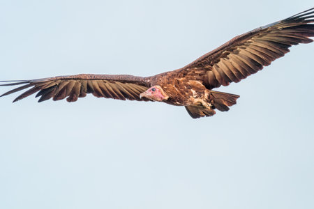 Griffon Vulture (Gyps fulvus) in flightの写真素材