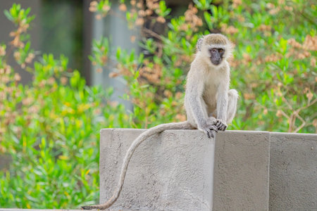 Vervet monkey (Cercopithecus pygerythrus) sitting on a wall