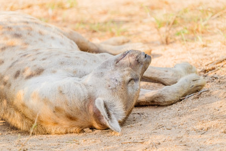 Hyena sleeping in the park, Chobe National Park, Botswanaの写真素材