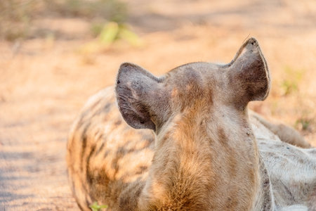 Spotted hyena in Chobe National Park, Botswana, Africaの写真素材