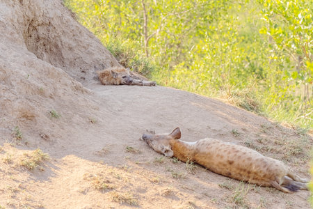 Spotted hyena (Crocuta crocuta) sleeping in the sandの写真素材