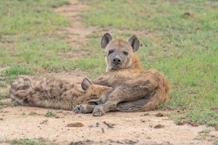 Spotted hyena in the Moremi Game Reserve (Okavango River Delta), National Park, Botswanaの写真素材