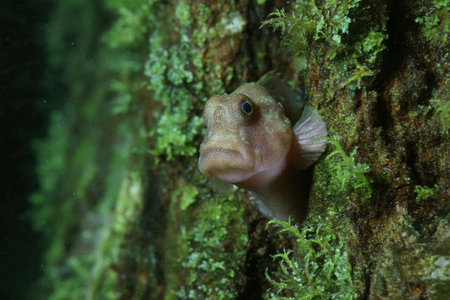 a lumpsucker fish clinging to underwater rock face, suction disc visible, soft moss growth around, Generative AIの素材