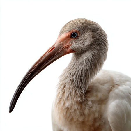 A white ibis with a gray head, isolated white background, Generative AIの素材