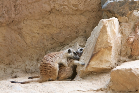 Naughty meerkatの写真素材