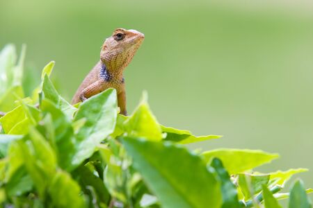 Lizard in the gardenの写真素材