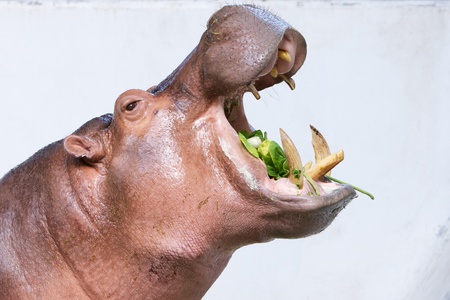 hippopotamus eating vegetable on white backgroundの写真素材
