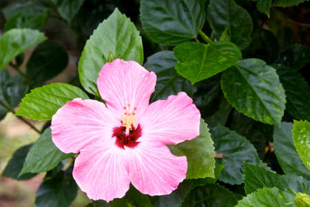 pink hibicus is bloomingの写真素材