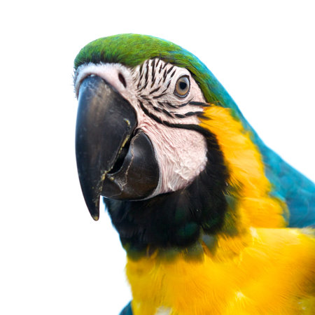 close up shot of blue and gold macaw isolated on a white background, focus on eye