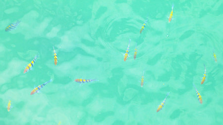top view of colorful fish in the light green water ripple