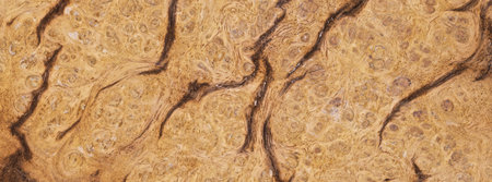 natural burl wood grain texture for banner background