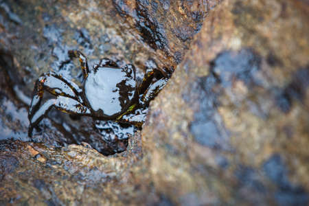 crab and crude oil spill on the stone at the beachの写真素材