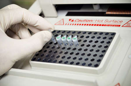 PCR amplificationの写真素材