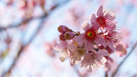 wild himalayan cherry blossomの写真素材