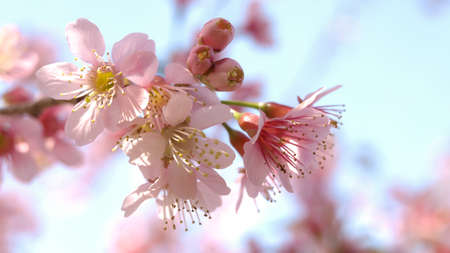 wild himalayan cherry blossomの写真素材