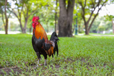 cockfightingの写真素材