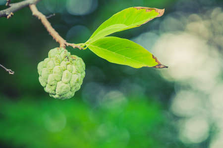 The custard apple tree on look beautifulの写真素材