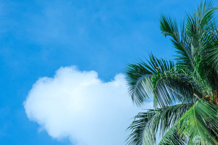 Coconut tree with beautiful sky and bright.の写真素材