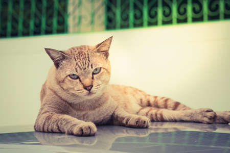 Cats eye gaze in awe on the roof.の写真素材