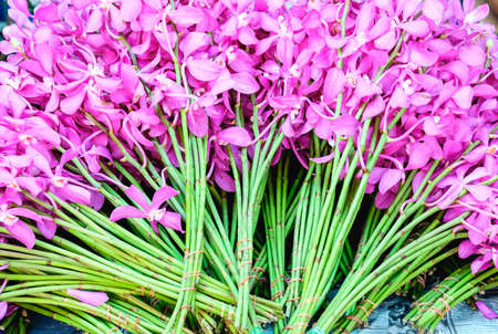 Flowers lined colorful stacked brightly beautiful place.の写真素材