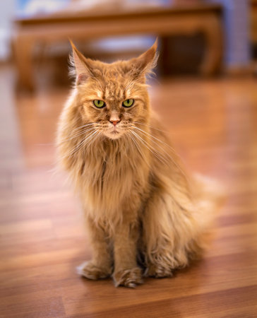 A cute yellow-orange cat is playing naughty on a wooden floor.