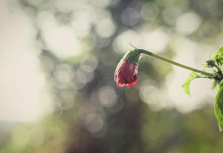 Red flowers that wither with background blur. A sad and lonely.の写真素材