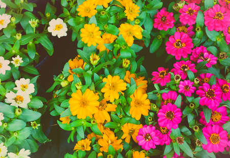 colorful flowers abstract backgroundの写真素材