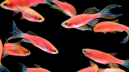 Many orange zebra fish live together in a bright, cheerful swimming pool. Isolated on a black background.の写真素材