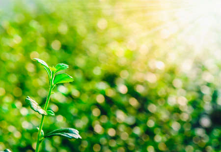 Young seedlings growing on a stump and sun to sustain life.の写真素材