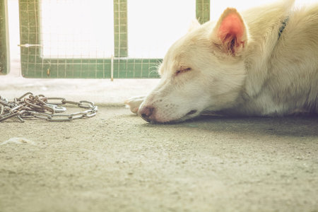 A white dog is sleeping with a door fence and a chain in the background.