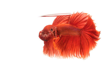 Two,thai red betta fighting fish with a fierce stance fighting.On isolated white backgroundの写真素材