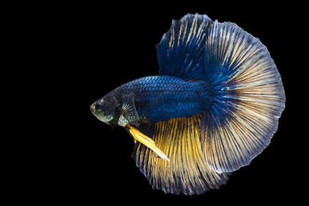Thai Fighters Fish Long tail, white, blue, Yellow  Swimming looks daunting and aggressive. On black isolated backgroundの写真素材