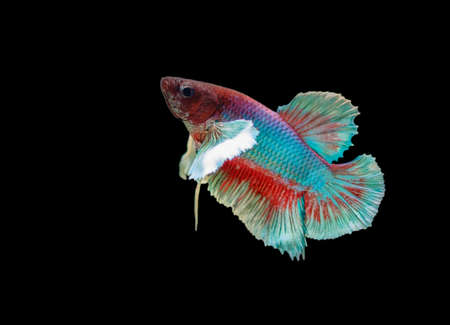 Siamese fighting fish Big Ear white, blue, red and green with beautiful and unique local Thai.Isolated on a black background.の写真素材