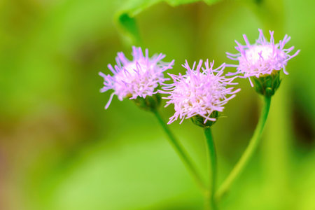 Close up the first grass flowers all three.
