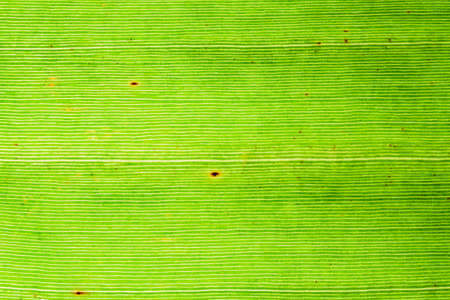 Close up texture of green leaf.の写真素材