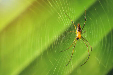 Insect angles are beautifully patterned on its fiber.の写真素材