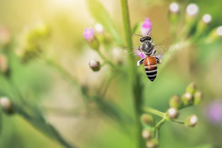 One bee flying out to the morning light in a flower garden with a blurred background.