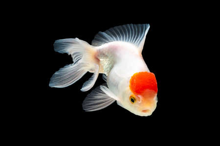 Goldfish, red jellyfish swimming happily. Isolated on a black background.の写真素材
