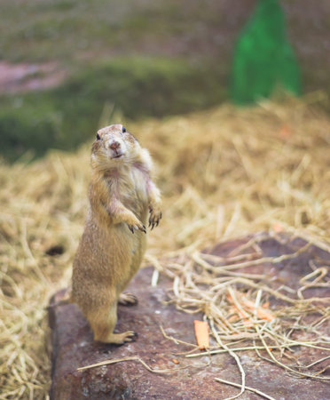 Prairie dog stood looking and wary on the stone and had dry straw as the background.