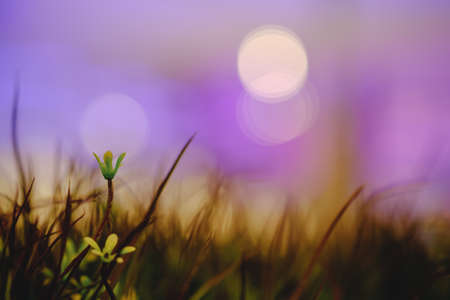 Grass flowers are in the city with light colored night glares that are blurred background.Soft Focus Image.の写真素材